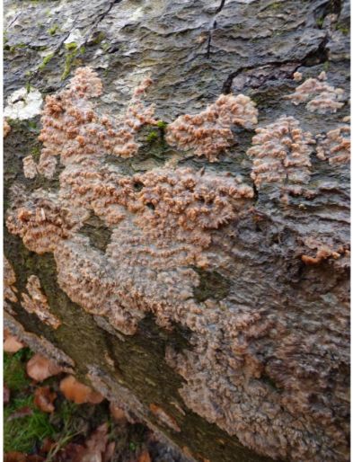 Fruit bodies covering beech in the New Forest, UK.